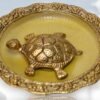Tortoise in a glass plate